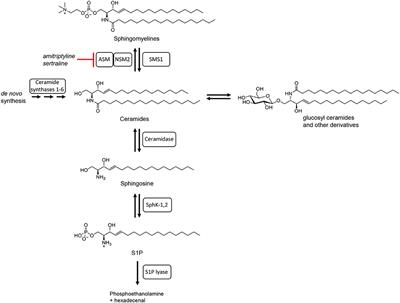 Translational Approaches Targeting Ceramide Generation From Sphingomyelin in T Cells to Modulate Immunity in Humans